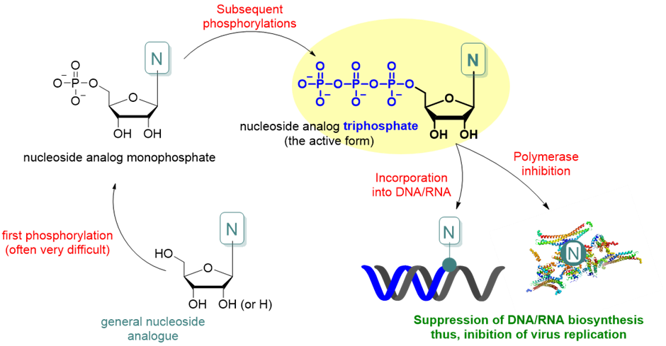 Incorporation of nucleoside triphosphate into the DNA