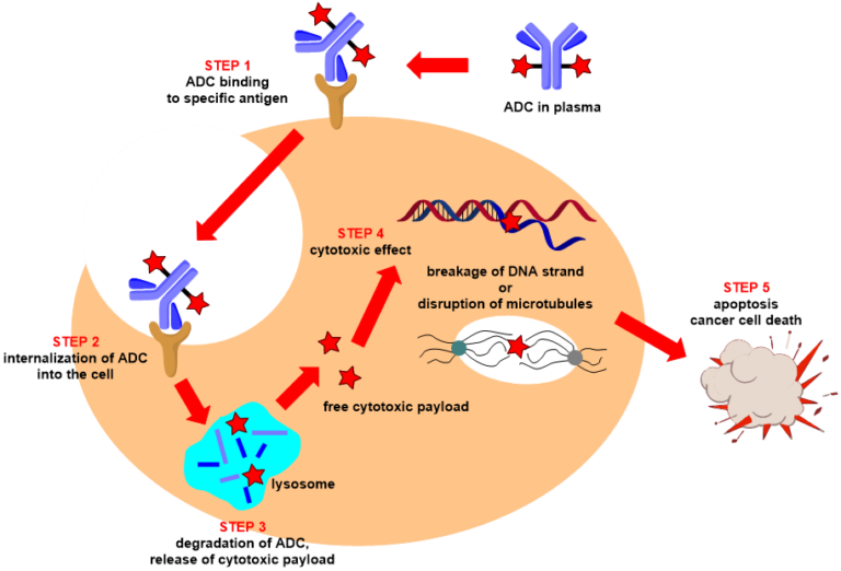 Antibodydrug conjugates (ADCs) introduction