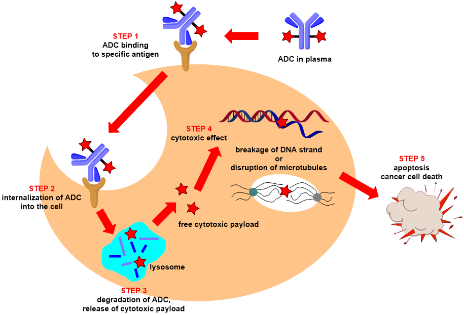 Schematic depiction of antibody-drug conjugate’s (ADC’s) mechanism of action