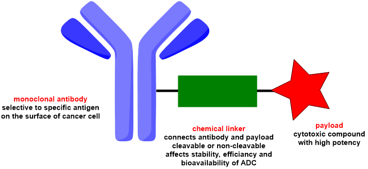 Schematic representation of antibody-drug conjugate (ADC)