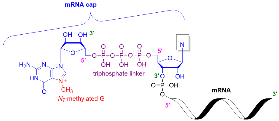 Illustrative structure of RNA caps